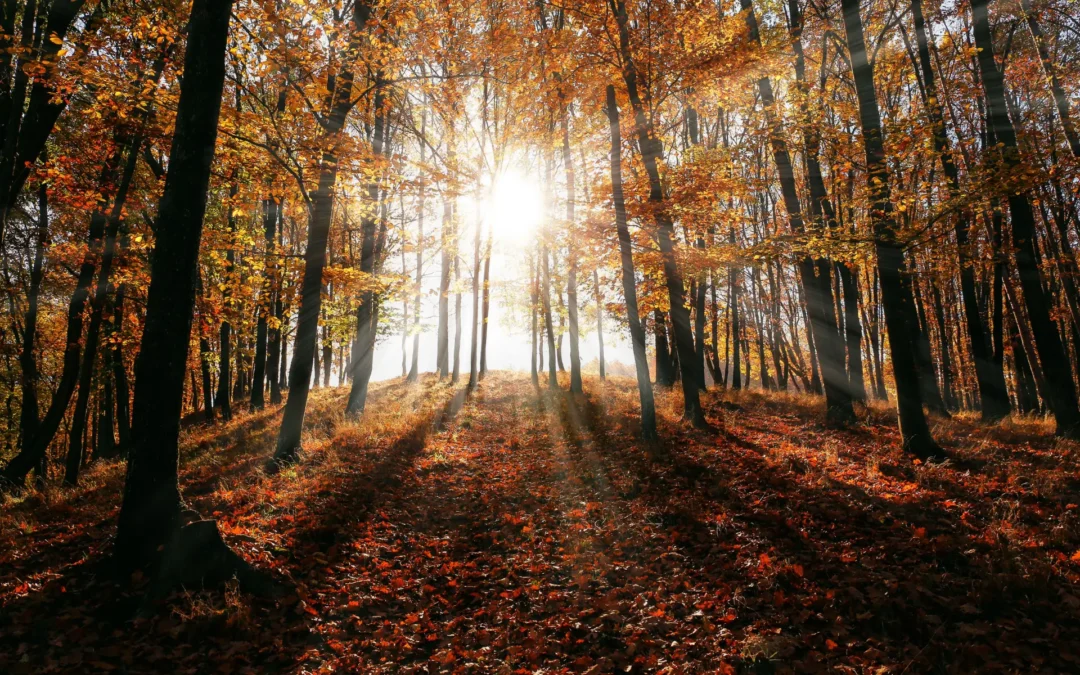 Un automne à Cognac : le mois où votre cheminée ou votre poêle devient indispensable